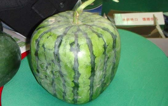 ũֳ ϸóԣôֳģ