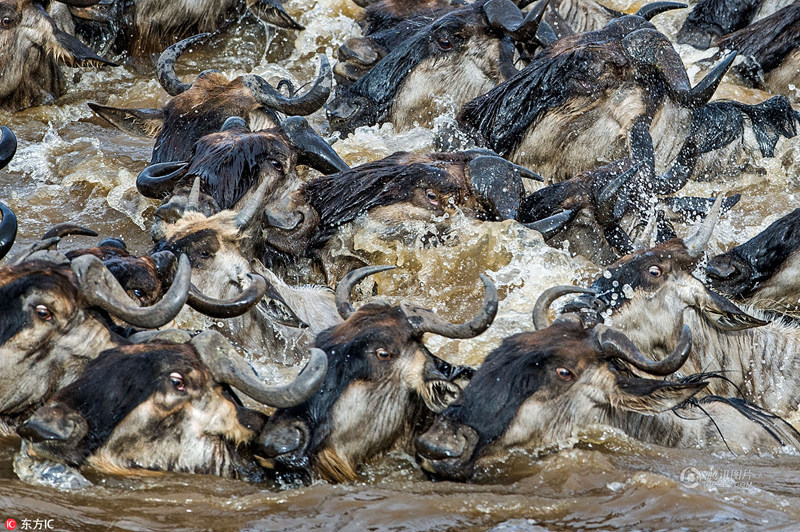肯尼亚角马大迁徙 角马大规模迁徙现场画面!