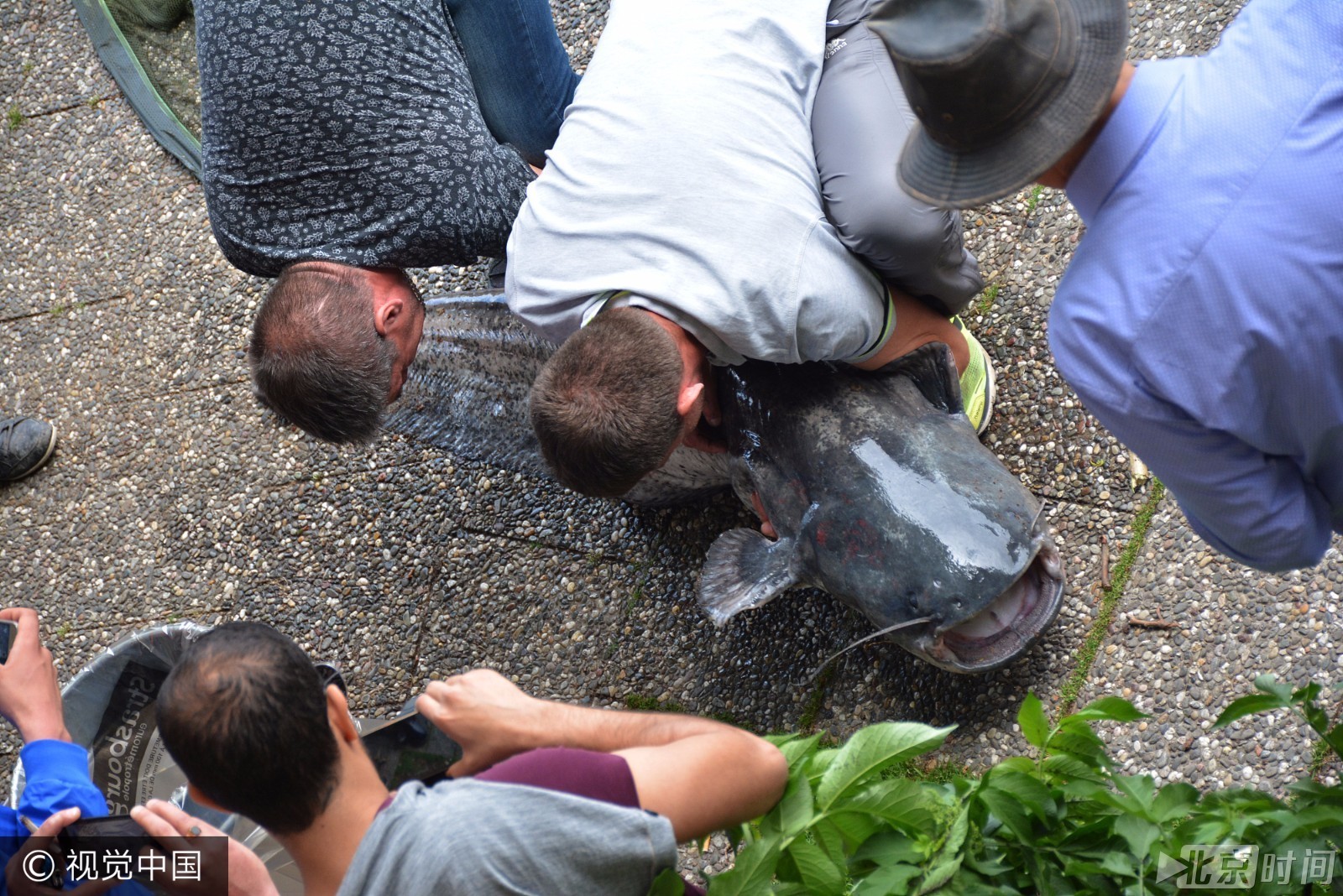 渔民捕获重120斤鲶鱼 成精了!